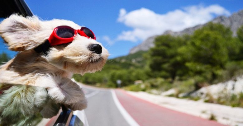 Dog Car Cane in auto