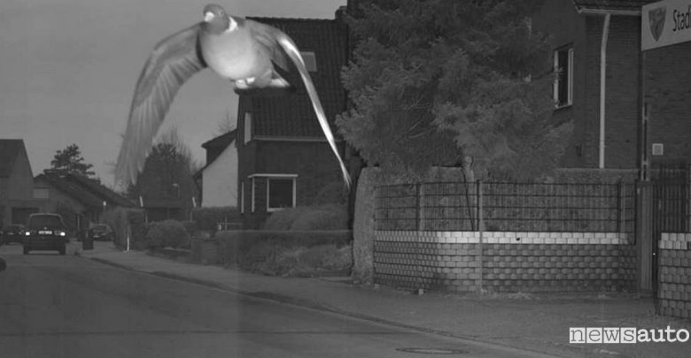 Piccione "spericolato", vola troppo veloce e fa scattare l'autovelox