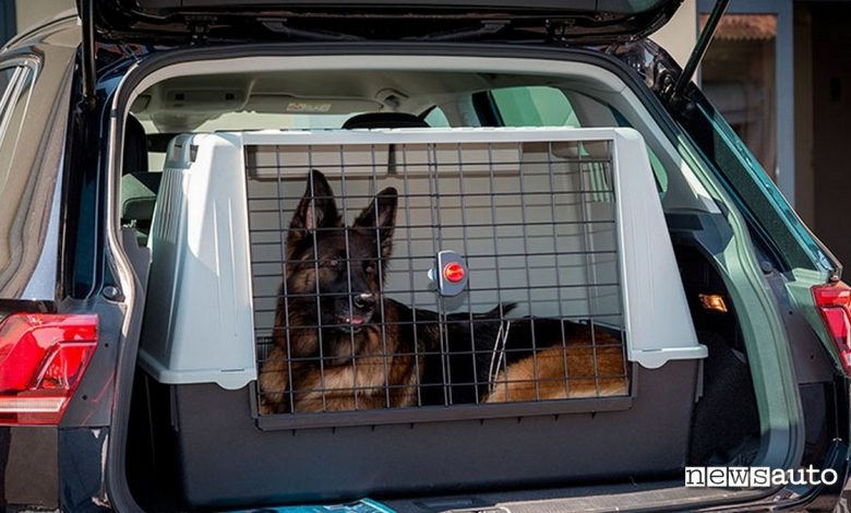 lasciare cane in auto pastore tedesco