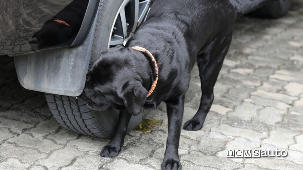 Pipì cane auto ruota motivo