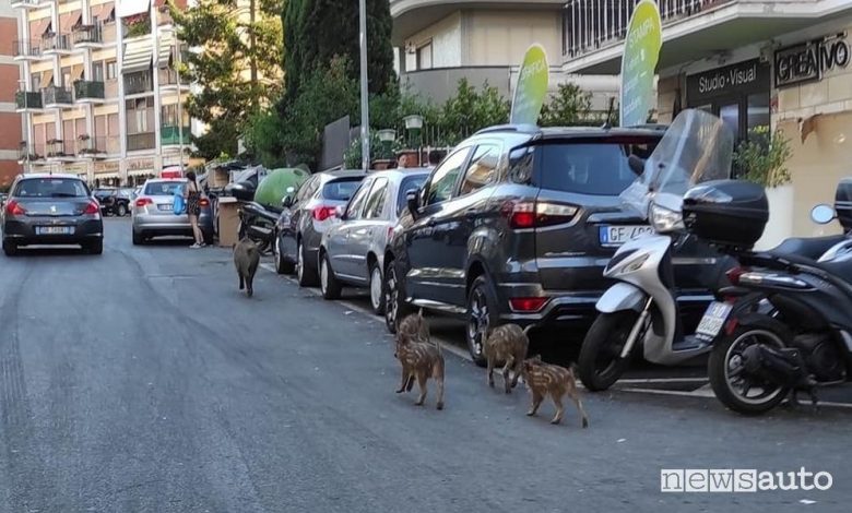Cinghiali per le strade di Roma e incidenti