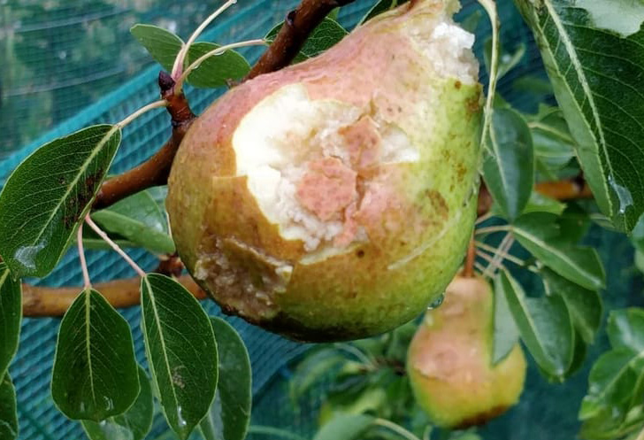 Danni provocati dalla grandine sulla frutta