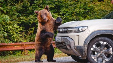 Orso Bruno sui Carpazi in Romania