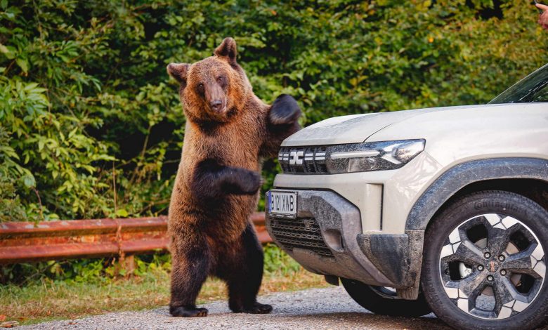 Orso Bruno sui Carpazi in Romania