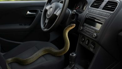 Serpenti in auto